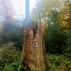 Kůrovec v lesích Plzeňska likviduje se stromy i turistické značky