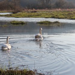 Labuťáka Trenéra s partnerkou zvířecí záchranáři přestěhovali z Radbuzy