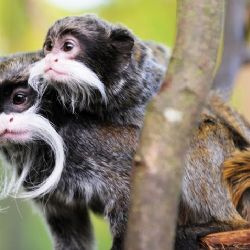 Malá holčička utekla prarodičům při návštěvě zoo