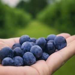 Na Plzeňsku začíná sklizeň kanadských borůvek