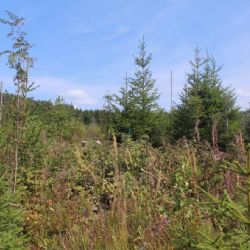 Potvrzeno. Zbytky původních lesů jsou i mimo území NP Šumava