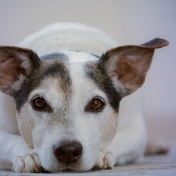 Psí útulky v kraji hlásí zájem o adopce