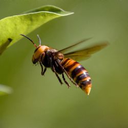 Podél dálnice D5 jsou desítky pastí na sršně asijské