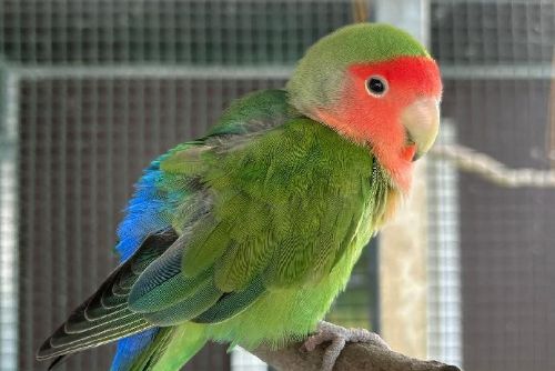 obrázek:Strážníci osvobodili papouška z muškátové pasti