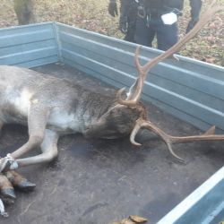 Strážníky a policisty v Domažlicích zaměstnal daněk