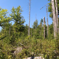 Šumava je pestřejší - přibývá velkých stromů a rozšiřují se smíšené lesy