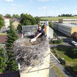 Téměř šest stovek čapích hnízd v Česku je s mláďaty. Zapojte se v kraji do sledování