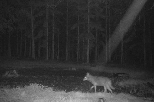 Foto: U Dobřan se v lesích toulá vlk