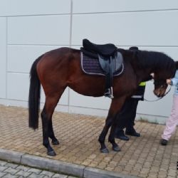 U Kauflandu v Plzni strážníci odchytávali koně