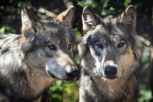 Foto: V lesích u Domažlic se pohybují dva vlci
