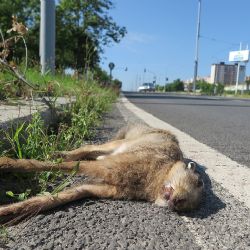 Zajíci končí pod koly aut na plzeňských silnicích