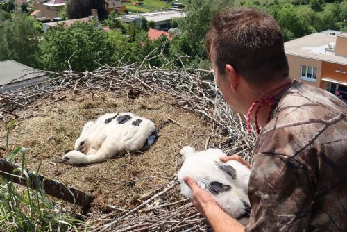 Foto: Zvířecí záchranáři na Domažlicku realizovali adopci čapích mláďat