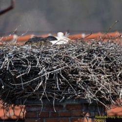 Na západě Čech se letos daří čápatům