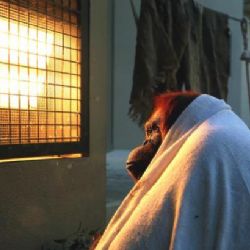 
Přelomový rozsudek: Orangutan je osoba, má právo na svobodu
