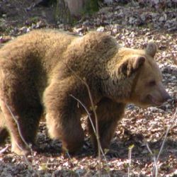 Tři novinkly v plzeňské ZOO