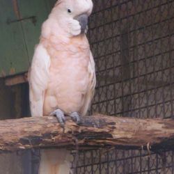 Plzeňská zoo dnes žije aprílem a poznáváním ptáků