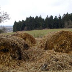 Začala sklizeň pšenice, zemědělce ničí ceny