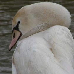Chovatelé berou jídlo z krmelců