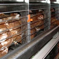 Lidé z Velkého Malahova chystají žalobu proti mouchám