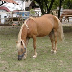 Přes šumavské hranice asi povedou koňské stezky