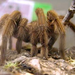 Zoo získala desítky bezobratlých z Kostariky