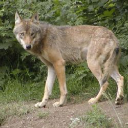 Malí vlci v zoo dostali jména Emil, Eda a Emička