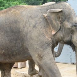Plzeňská zoo chce slony. Město udělalo další krok 