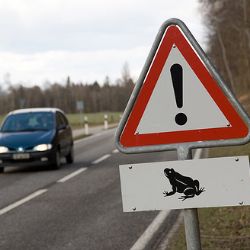 Řidiči pozor, silnice v kraji přecházejí žáby!