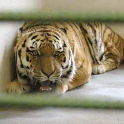 Zoo v Plzni se rozšíří, míří tam sloni
