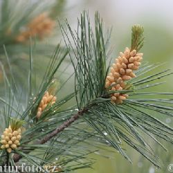 Arboretum Sofronka otevírá pro veřejnost