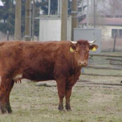 Krávy na Plzeňsku nemají co spásat