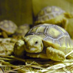 Plzeňská zoo poprvé odchovala vzácné želvy