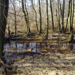 Plzeň chce dotaci na revitalizaci tůně Na Vyhlídce
