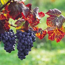 Památky v kraji zvou na Dana Hůlku i vinobraní