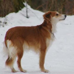 Silvestr je postrachem zvířat, veterináři předepisují léky