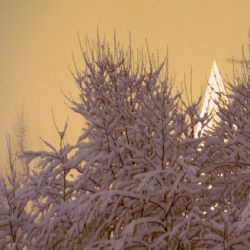  Plzeň varuje před vstupem do parků a lesů, útulek pozastavil venčení 