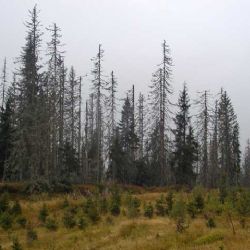 NP Šumava: Hnutí Duha chce blokádou usmrtit stromy 