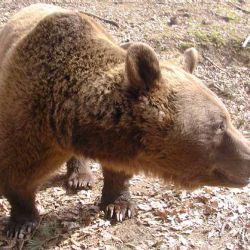 Návštěvníci ZOO nakrmí medvědy