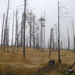 Šumavský kůrovec dolétne 500 metrů	