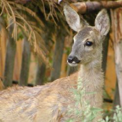 V arboretu Sofronka vznikne zoo koutek s lesní zvěří 