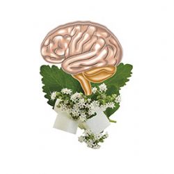 Specialisté na EEG biofeedback v Plzni