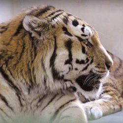 Dětský den v Zoo Plzeň nabídne v sobotu zábavu i napětí