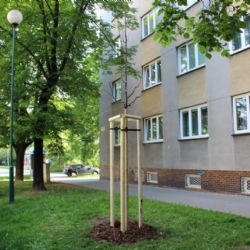 Ve Schwarzově a Bolzanově ulici byly dosázeny stromy 