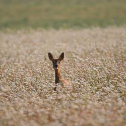 660 mláďat zachráněno drony