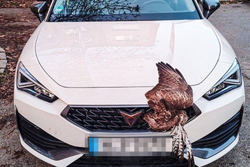 obrázek:Dravec zaklíněný v autě - bizarní nehoda v ulici Družby