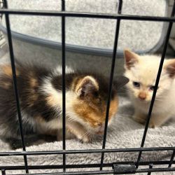 Koťata ve sklepě téměř nepřežila - týden bez jídla a vody