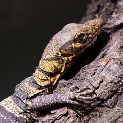 Nový rok přinesl ZOO Plzeň mládě vzácného varana plodožravého