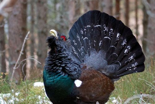 obrázek:Tetřev hlušec se vrací na Šumavu