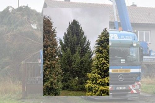 obrázek:Vánoční strom pro Plzeň bude letos ze Stoda