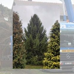 Vánoční strom pro Plzeň bude letos ze Stoda